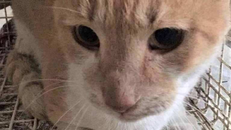 Alma Libre: &quot;Είκοσι μέρες και νύχτες μαρτυρίου&quot; - Πώς έσωσαν από βέβαιο θάνατο εγκλωβισμένο γατούλη