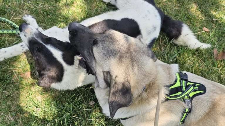 Στο καταφύγιο του Save a Greek Stray εκδηλώθηκε ένας έρωτας μεγάλος