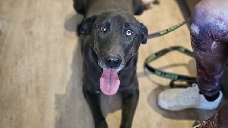 Κοιτάξτε τον Καρίμ στα μάτια:  Θα βγει βόλτα μαζί σας λες και πάντα πηγαίνατε βόλτα μαζί