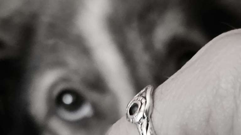 Σέρρες: Μεγαλόσωμος σκύλος ξέφυγε από περίφραξη και τραυμάτισε 7χρονο