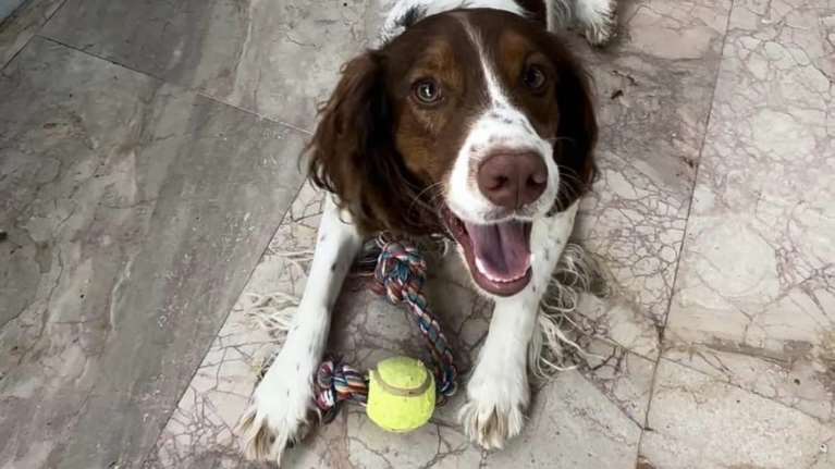 Ο αξιολάτρευτος: Δώστε μια ευκαιρία σε αυτό το υπέροχο πλάσμα να βρει το παντοτινό του σπίτι