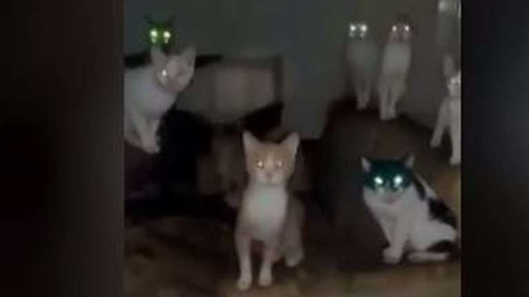 Αγρίνιο: Σπίτι &quot;κολαστήριο&quot; για σκύλους και γάτες από συλλέκτες ζώων