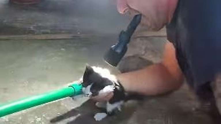 Τρίκαλα: Δείτε την προσπάθεια πυροσβεστών να σώσουν γατάκι που έπεσε σε αποχέτευση - Βίντεο