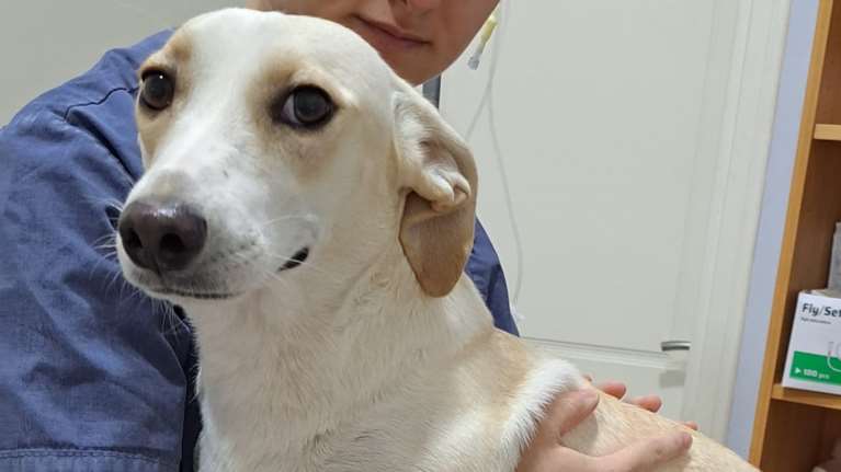 Η Δάφνη βρέθηκε μόνη να περιφέρεται στις γειτονιές της Πετρούπολης: Ζει σ&#39; ένα κλουβάκι προσμονής