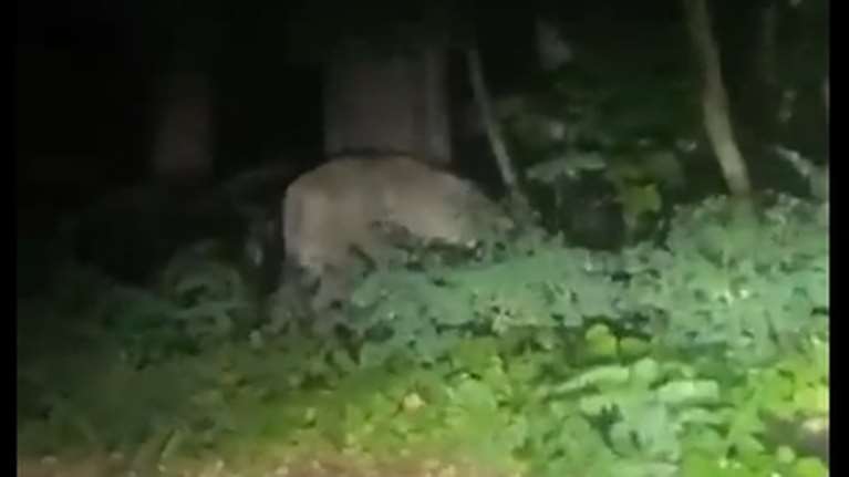 Λιοντάρι σπέρνει τον πανικό στο Βερολίνο - Άγνωστο από πού το έσκασε [Βίντεο]