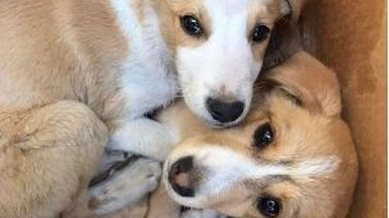 Ντροπή! Παράτησαν τέσσερα κουτάβια - Δύο σε σφιχτά δεμένη κούτα και άλλα δύο, με διαφορά μιας ημέρας, σε δρόμο μόνα τους