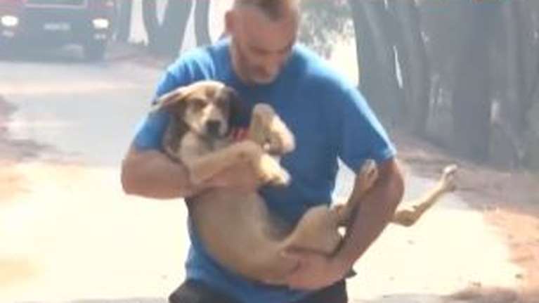 Φωτιά στην Κερατέα: Εθελοντές και άνδρες της ΕΛ.ΑΣ έσωσαν ζώα στον οικισμό Αγ. Κωνσταντίνος [Βίντεο]