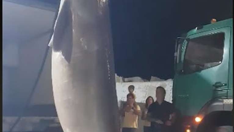 &quot;Θαύμα&quot; στο Αγιο Ορος: Ψαράδες έπιασαν καρχαρία 6 μέτρων και 500 κιλών [βίντεο]