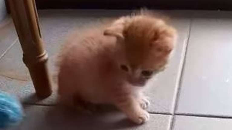 Ο Φούσκας. έχει πελώρια κοιλιά και αστείρευτη πείνα... Βρέθηκε χτυπημένος στο Ζάππειο και είναι πολυτραυματίας - Βίντεο