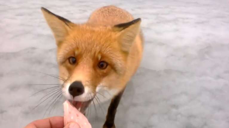 Απίστευτο κι όμως αληθινό: Αλεπού τριγυρνά στους έρημους δρόμους της Αγίας Παρασκευής (video)