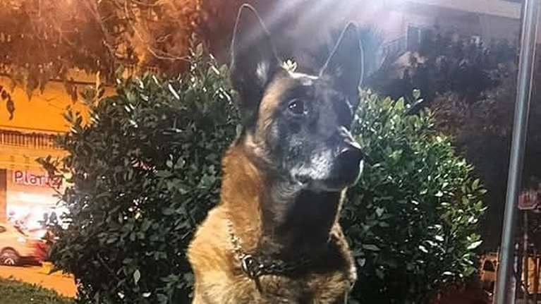 Θλίψη για τον θάνατο του Κανέλλου, του θρυλικού λαγωνικού Κ9 - &quot;Μάγκας μέχρι την τελευταία στιγμή&quot;