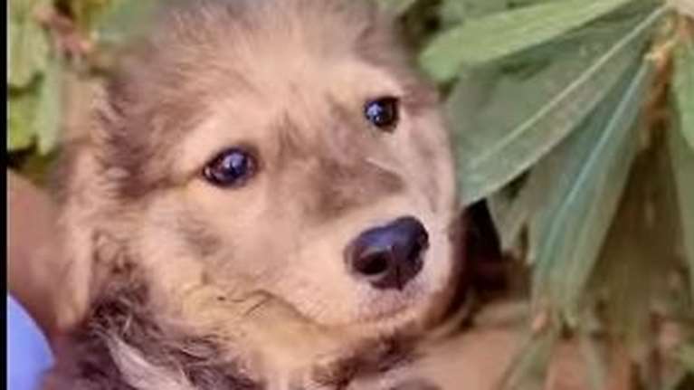 H Mόκα είναι ένα μικρό πουπάκι - Τόση κουταβίσια ομορφιά - Κάνει κάτι φατσούλες...