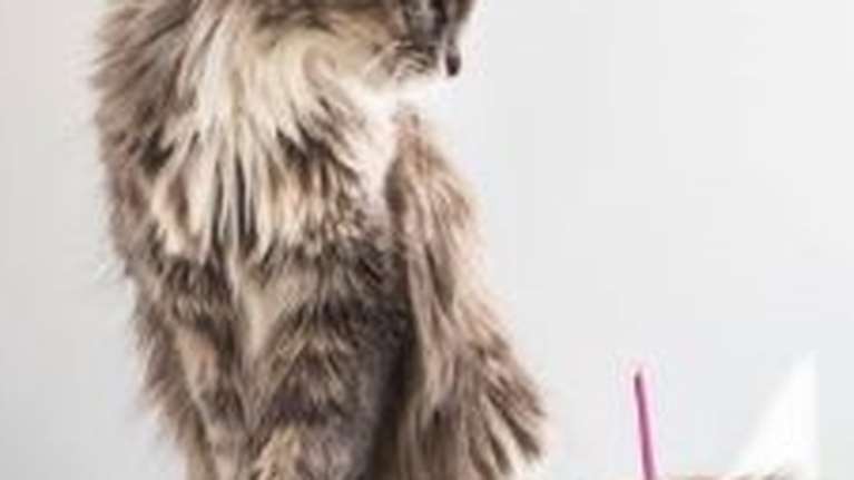 Πώς να φτιάξετε μια τούρτα γενεθλίων για τη γάτα σας