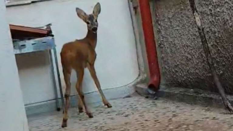 Μικρό ζαρκάδι  &quot;πήγε επίσκεψη&quot; στη Νάουσα: Βρήκε καταφύγιο στην πίσω αυλή ενός σπιτιού