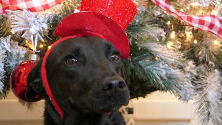 Σώστε ένα αδεσποτάκι: Ο Μορφέας γεννήθηκε στον δρόμο, βάζει την ουρά κάτω από τα σκέλια και κοκαλώνει