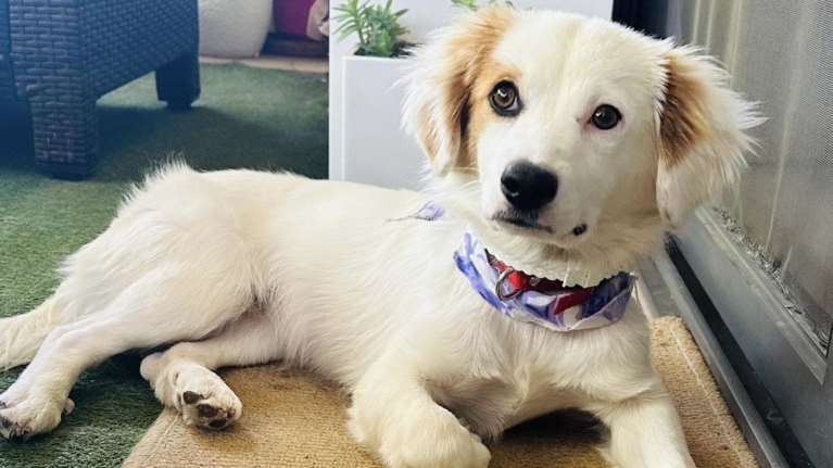 Δείτε τη μικρή Μπιάνκα - Της αξίζει  να είναι αδέσποτη;  Είναι πολύ χαρούμενη, τρυφερή και φιλική