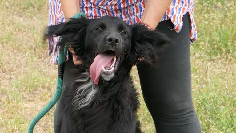 Ο Ερμής από το Κυνοκομείο Τρίπολης είναι ένα καλόψυχο και καλόβολο τρελοκομείο με μπεμπίσιο μούτρο - Είναι ακόμη κούταβος