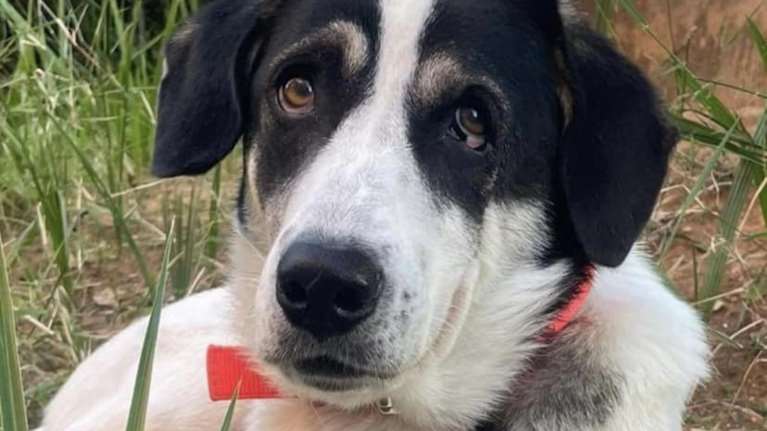 Σώστε ένα αδεσποτάκι: Αυτή είναι η Zoe - Εγκαταλείφθηκε, αγαπήθηκε από εργαζόμενους αλλά ενόχλησε έναν άνθρωπο...