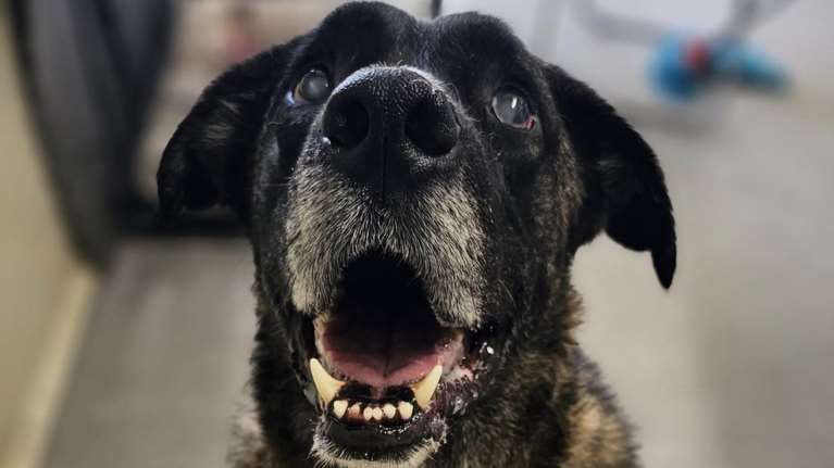 Δέκα χρόνων πια ο Αντώνης: Ηλικιωμένος,σχεδόν τυφλός, βλέπει ακόμα κάποιες σκιές - Εγκαταλείφθηκε και βρέθηκε στο δρόμο