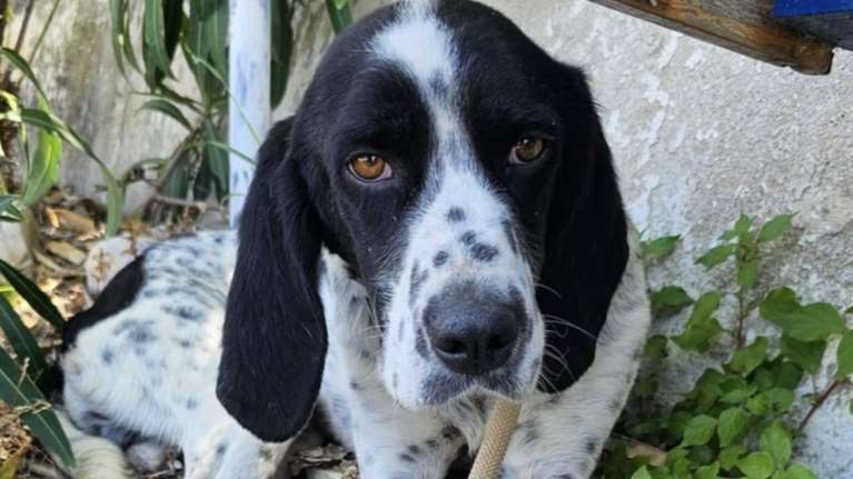 Ο Ερρίκος ζούσε στο δημοτικό κυνοκομείο Τρίπολης. Έφτασε να γίνει σκελετός