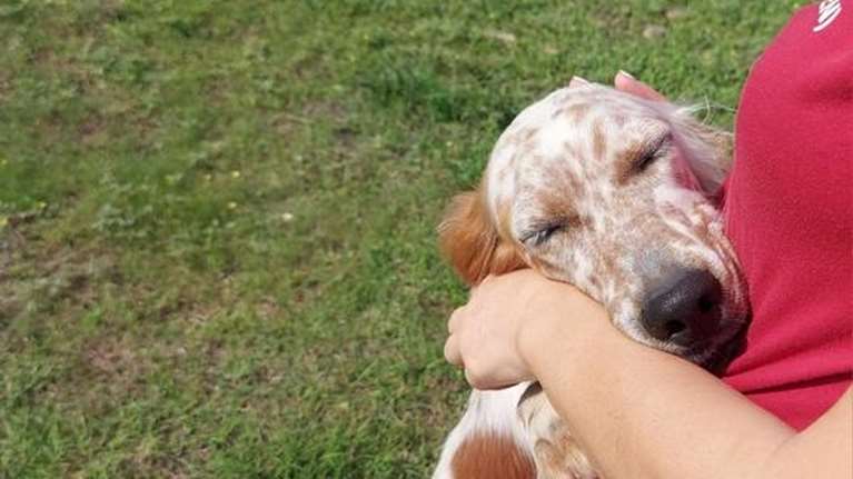 Σώστε ένα αδεσποτάκι: Αν θέλετε σκύλο αγκαλιάς, τον βρήκατε!