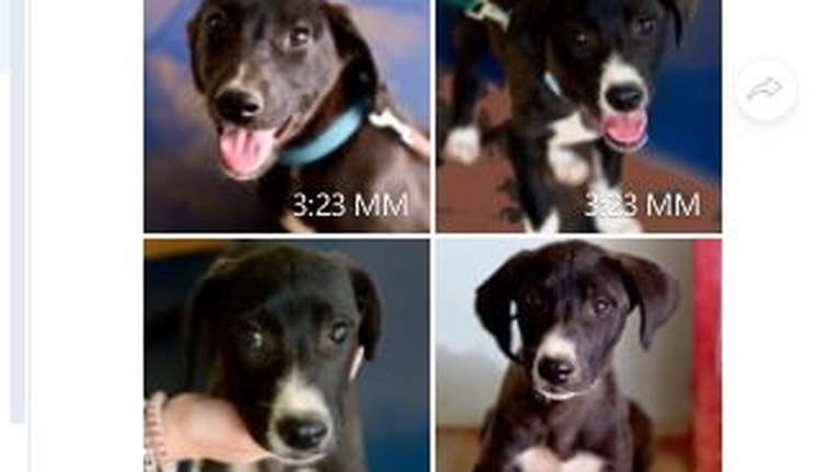 Joy και Lila: Δυο μωρά που πρέπει να μάθουν τη ζωή με ασφάλεια - Δείτε το φανταστικό άλμπουμ φωτογραφιών τους