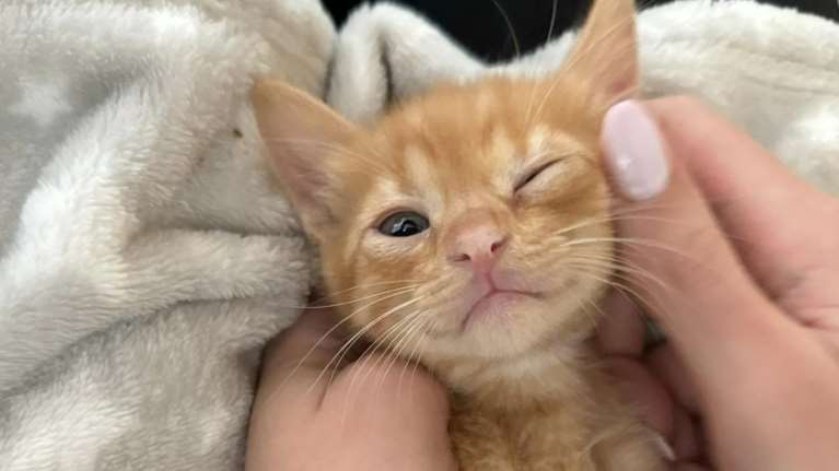 Τα τρία αδελφάκια από την Αγία Παρασκευή: Το ένα από αυτά είναι τυφλό - Χρειάζονται αγάπη και φροντίδα [Εικόνες]