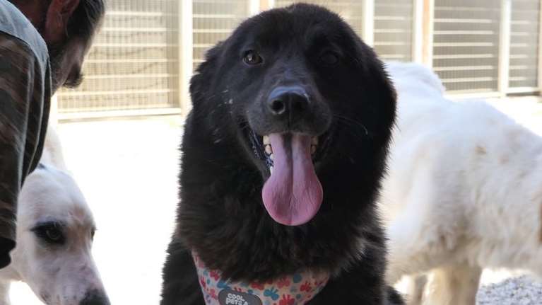 Η Λου από το Κυνοκομείο Τρίπολης: Εμάς αυτά τα κορίτσια τα τσουπωτά, μάς αρέσουν πάρα μα πάρα πολύ