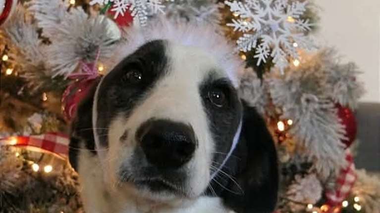 Ακόμα και όταν ήταν αλυσοδεμένος στην άκρη του δημοτικού κυνοκομείου Σπάρτης, ολομόναχος και αδύνατος, ήταν αγέρωχος