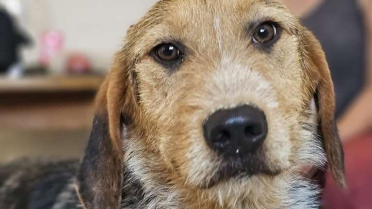 Ήταν σε ένα κλουβί στο δημοτικό κυνοκομείο Τρίπολης, μια σταλιά μωρό, νηστικό και απίστευτα φοβισμένο