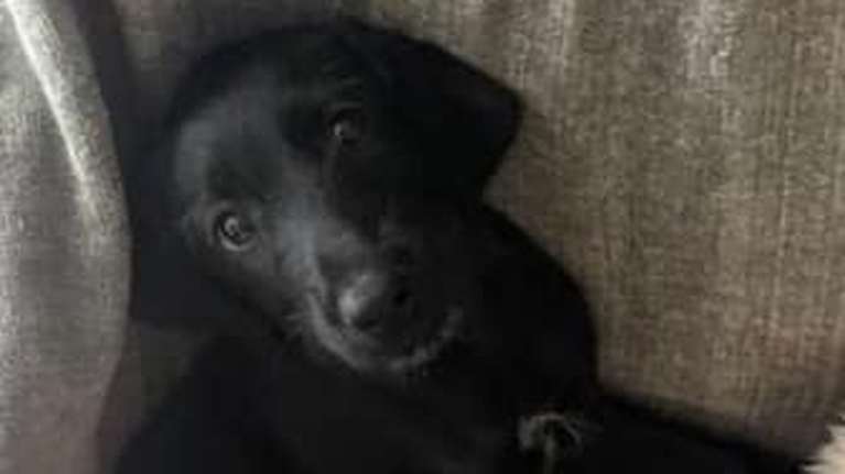 Βρέθηκε την ημέρα της φωτιάς, τον Αύγουστο, μαζί με τ’ αδέλφια της - Παρατημένη δίπλα σε κάδο σκουπιδιών