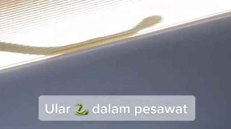 Τρόμος σε πτήση: Φίδι εμφανίστηκε ξαφνικά στο ντουλαπάκι των αποσκευών αεροπλάνου [βίντεο]