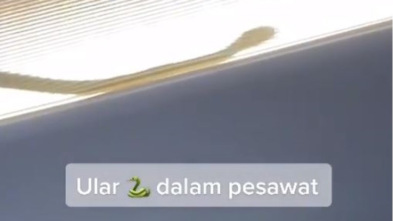 Φίδι αεροπλάνο