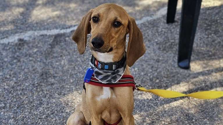 Ο Τορίνο ο πιο όμορφος και ο πιο δημοφιλής έχει φτάσει πολύ κοντά να βρει το παντοτινό του σπίτι, και πάντα κάτι πάει λάθος