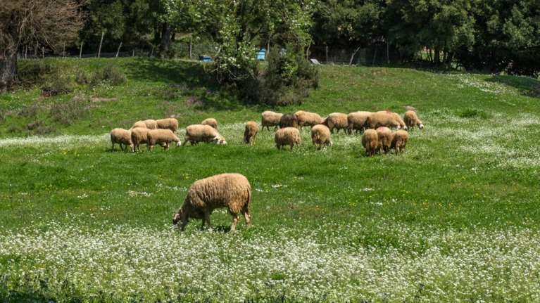 Ευλογιά των προβάτων: Νέα μέτρα έως τις 15 Νοεμβρίου - Εμφανίστηκαν κι άλλα κρούσματα