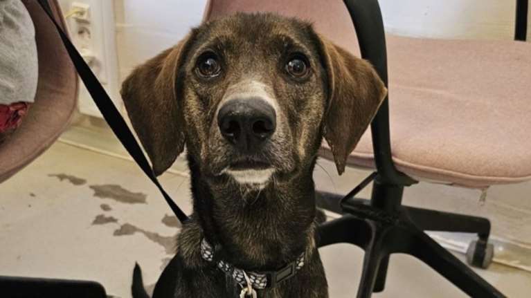 Το βλέμμα που σου μιλάει και σου λέει χίλιες λέξεις το δευτερόλεπτο - Τόμους βιβλία μπορείς να γράψεις για τα μάτια του σκύλου