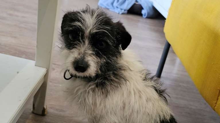 Σώστε ένα αδεσποτάκι: Κοιτάξτε να σας δείξω πώς είναι το σωστό το &quot;lap dog&quot;