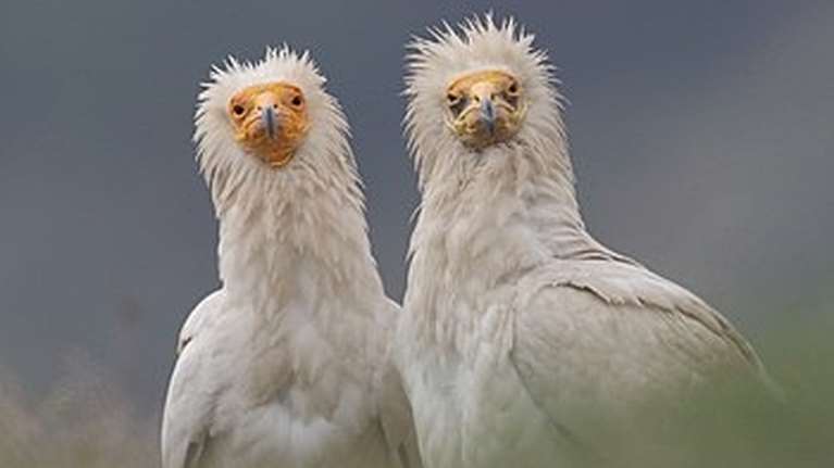 Δαδιά: Προληπτική απομάκρυνση δύο νεοσσών του γύπα Ασπροπάρη από τη φωλιά τους