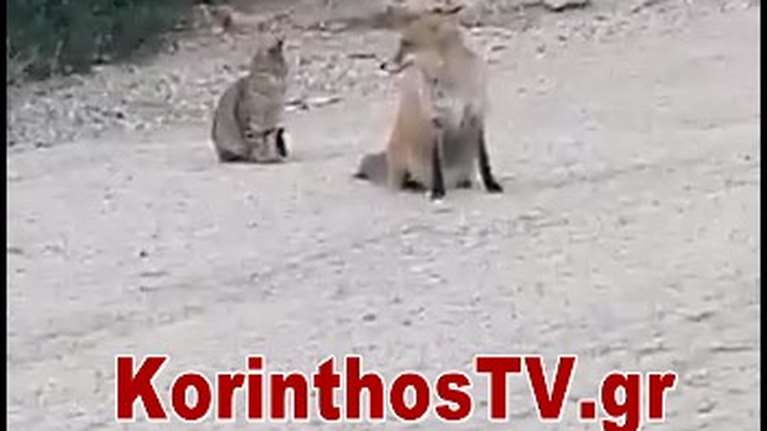 Αχώριστες φίλες μία γάτα και αλεπού στο Λουτράκι [βίντεο]