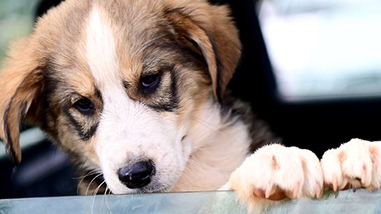 Ο Φρέντυ μόλις 2,5 μηνών - Μην τον προσπερνάτε - Ελληνικός ποιμενικός με το σχετικό εκτόπισμα