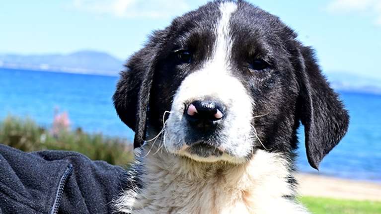 Τσάρλι: Είμαι ένα έξυπνο, καλού χαρακτήρα, με ξεχωριστή προσωπικότητα τσοπανάκι - Το είπε ο γιατρός