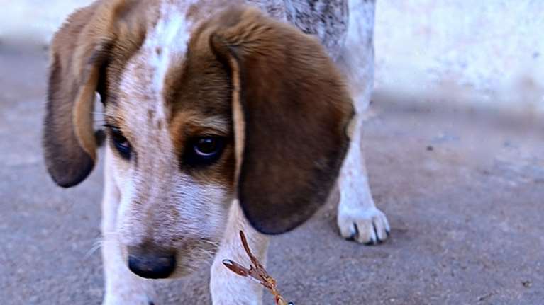 &quot;Είμαι ημίαιμο σέτερ με αεροπλανικά αυτιά μικρούλης ακόμη, μόνο για αγκαλιά&quot; - Ο Ρούντι, από τον Μαραθώνα