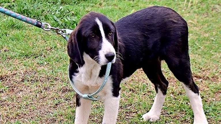 Είμαι αυτό που λέμε "σκύλος εμπιστοσύνης", γιατί είμαι εργατική και έχω έντονο το αίσθημα του καθήκοντος