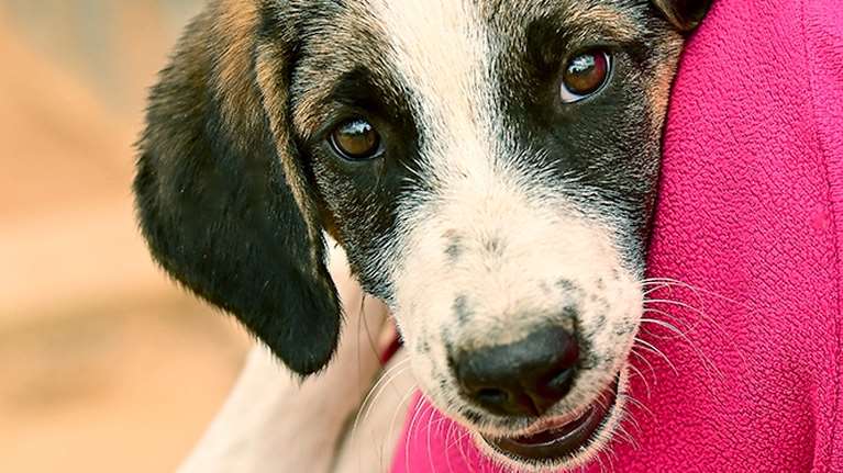 Η Τζίλντα έχει την ακαταμάχητη δύναμη του κουταβιού που μυρίζει μωρουδέλι  [εικόνες]