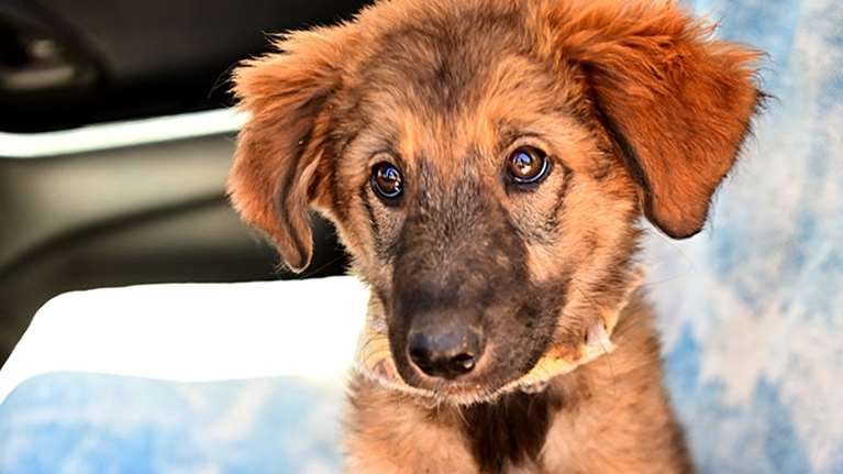 Δεν είμαι αλεπουδάκι - Είμαι η Δανάη και σώθηκα στην κυριολεξία από τους ανθρώπους της &quot;Ελπίδας&quot;  [Εικόνες]