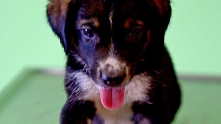 Ο Bond είναι μόλις 2 μηνών και είναι ότι πιο ελκυστικό ... σε σοβαρό ποιμενικό