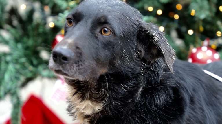 Η Αρετούλα θα αγαπήσει εσάς όσο δεν αγάπησε ποτέ κανέναν