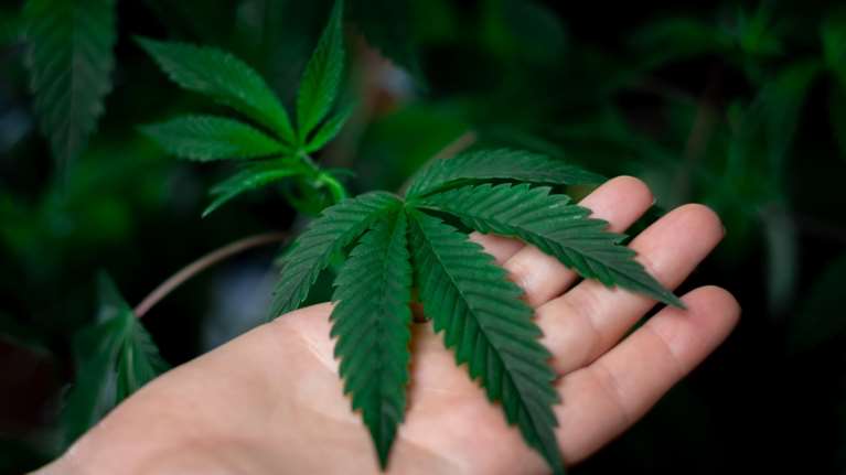 Γερμανία: Προς νομιμοποίηση της κάνναβης για ψυχαγωγικούς σκοπούς – Από 18 ετών η χρήση