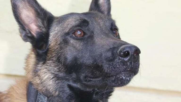 Anubis: Υπάρχουν ενδείξεις για το ποιος βρίσκεται πίσω από τη δηλητηρίαση του Echo - Δεχόμασταν επώνυμες απειλές