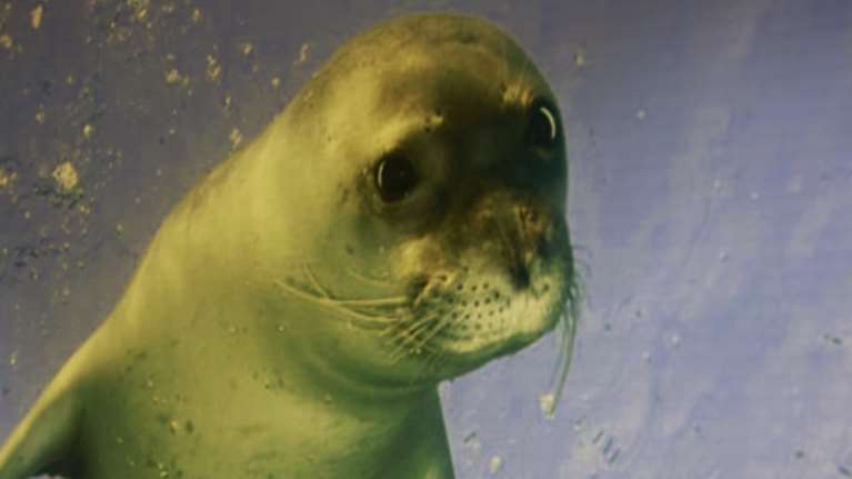 Μεσογειακή Φώκια: Ενώνουμε δυνάμεις για την προστασία της!